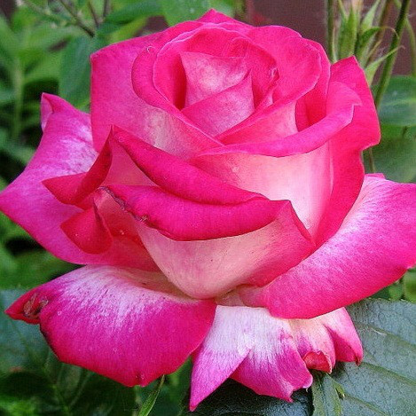 Саджанці чайно-гібридної троянди Роз Гожар (Rose Gaujard)