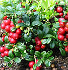 Саджанці Брусниці Ред Перл (Red Pearl) - рання, кисло-солодка, крупноплідна Р9, фото 3