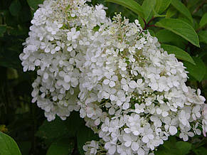 Гортензія волотиста Bobo (Бобо) Низькоросла! , горщик 0,5 л., фото 2