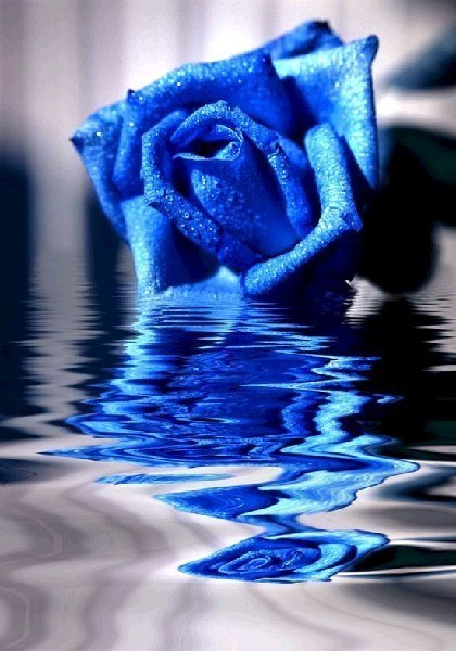 Сині троянди Київ купити сині троянди в Києві доставка на будинок замовити троянди синього кольору