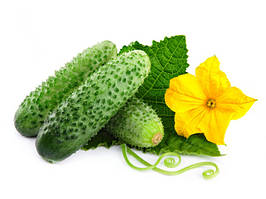 Насіння Огірка бджолозапильного