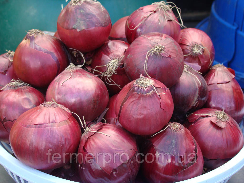 Насіння цибулі Ретано F1 250.000 насіння Hazera, фото 1