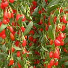 Саджанці Годжі Нью Біг - середня, крупноплідна, врожайна Р9, фото 2