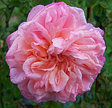 Троянда Pirouette штамб 100см, фото 3