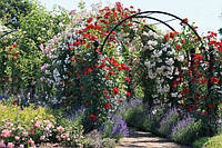 Як правильно посадити троянду