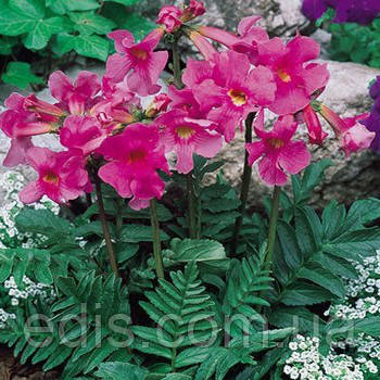 Інкарвиллея Delavayi