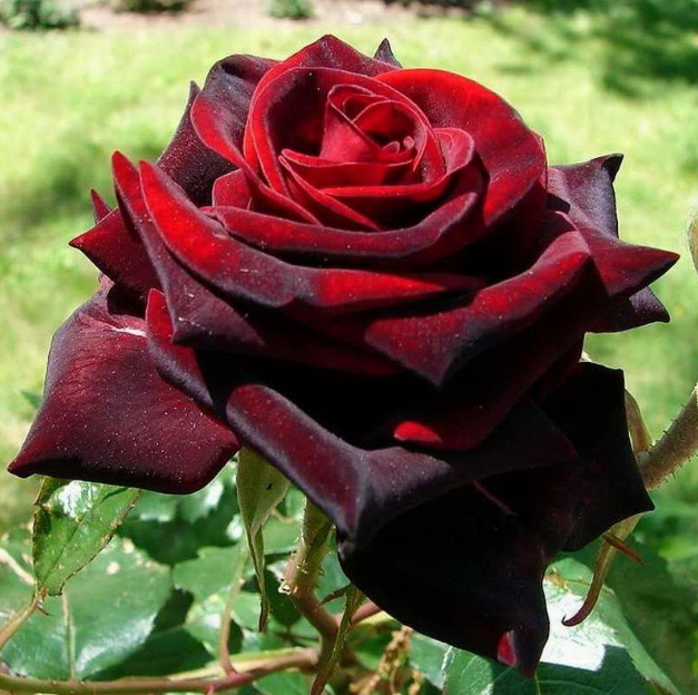 Роза Black Magic (Блек Меджик), фото 1
