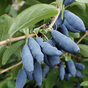 Саджанці жимолості їстівної Німфа - пізня, урожайна, зимостійка