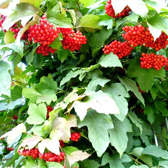 Саджанці калини червоної Захід (Viburnum Opulus) - середня, кисло-солодка, червона