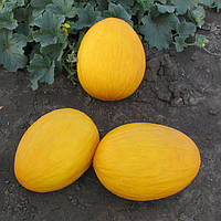 Насіння дині Світу F1 1000 насінин Kitano seeds