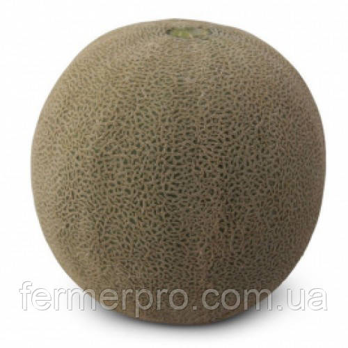 Насіння дині KS 7084 F1 1000 насіння Kitano seeds, фото 1