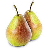 Груша Дельбараю (RX-12/47, Сніжка). (Айва Елін). Осінній сорт, фото 2