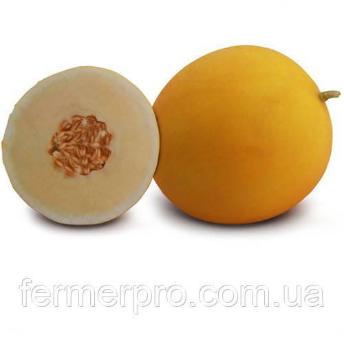 Насіння дині KS 7066 F1 1000 насіння Kitano seeds