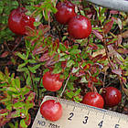 Саджанці журавлини Ерлі Блек - рання, темно-червона, урожайна Р9, фото 2