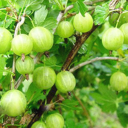 Саджанці Агрусу Берил - середньо-пізній, великоплідний, невибагливий, фото 1