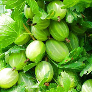 Саджанці Агрусу Зелений Дощ - пізній, великоплідний