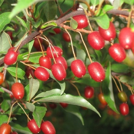 Саджанці Гумі (Лох багатоквітковий) (Elaeagnus multiflora)