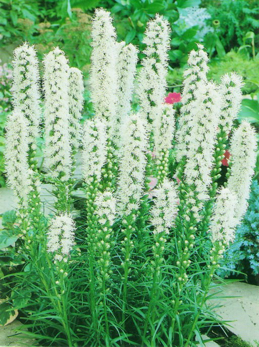 Клубень Ліатрис Spicata Alba 5 шт.