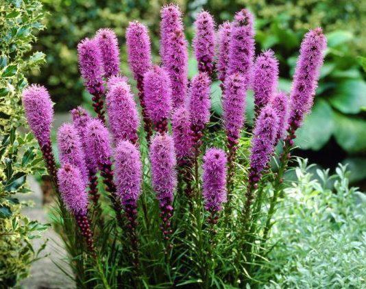 Клубень Ліатрис Spicata 5 шт.