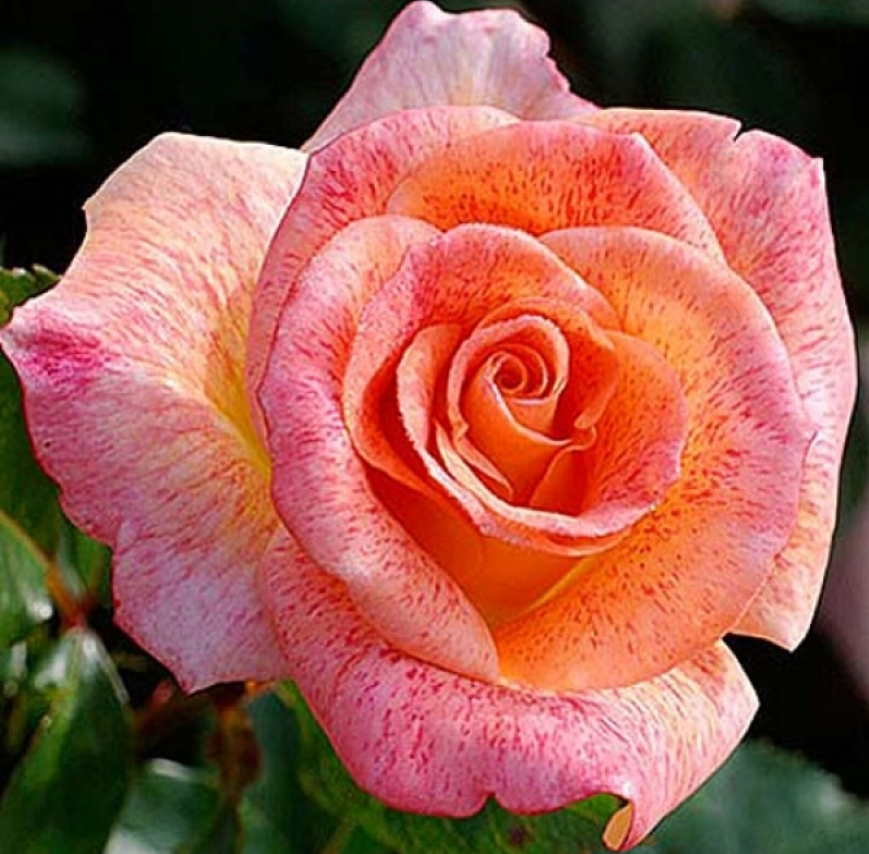 Троянда Michel Serrault (Мішель Серро), корінь ОКС