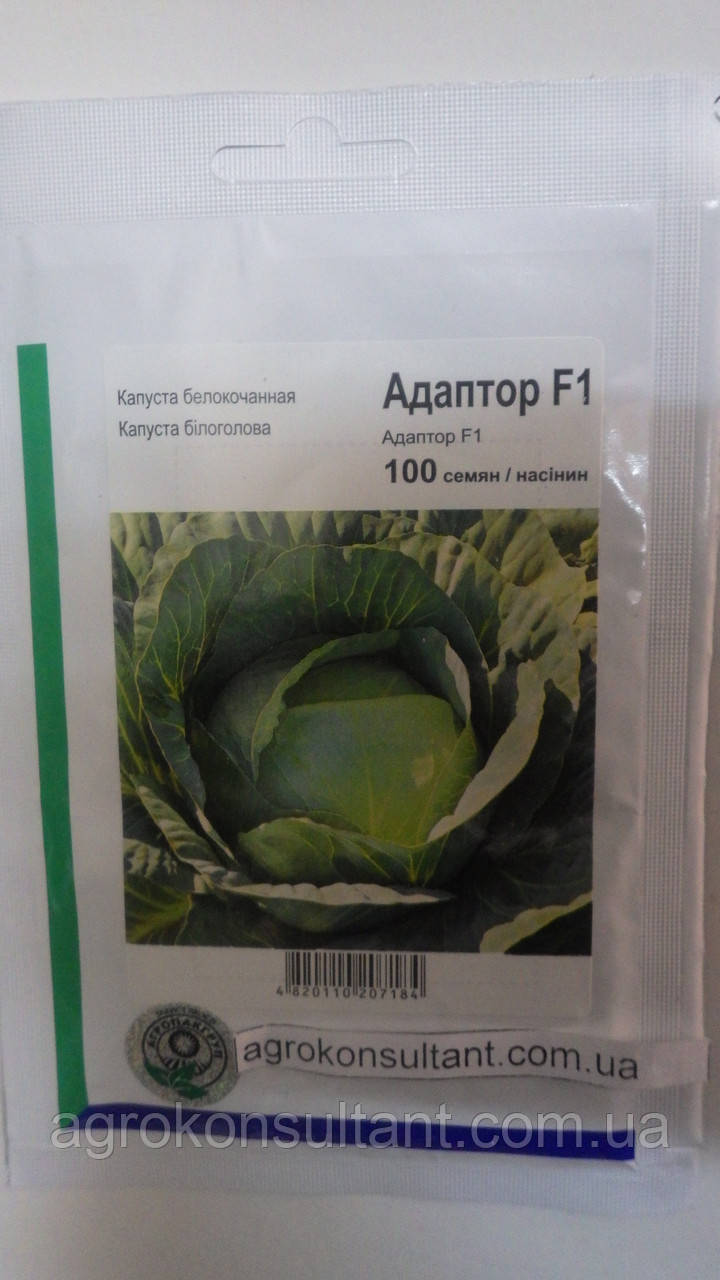 Насіння капусти Адаптор F1 (Syngenta, АГРОПАК+), 100 насінин — середньопізній гібрид (115-125 днів), білоголова