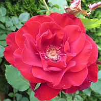 Троянда Champlain паркова, сажанець, корінь ОКС