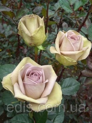 Троянда Амнезія (Amnesia) чайно-гібридна