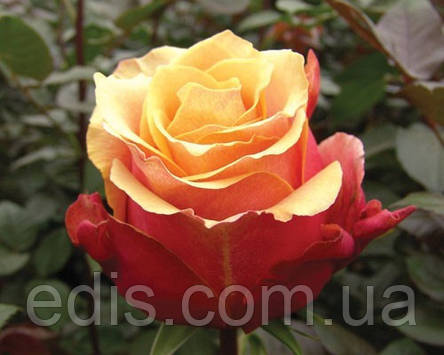 Троянда Черрі-Бренді (Cherry Brandy) чайно-гібридна, фото 1