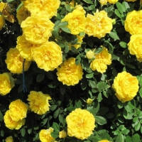 Троянда паркова (шраб) Консуелла (Konsuella), фото 1