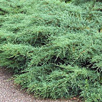 Саженцы Можжевельника виргинского Трипартита (Juniperus virginiana Tripartita) Р9