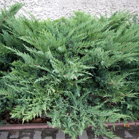 Саджанці Ялівцю віргінського Трипартита (Juniperus virginiana Tripartita) Р9