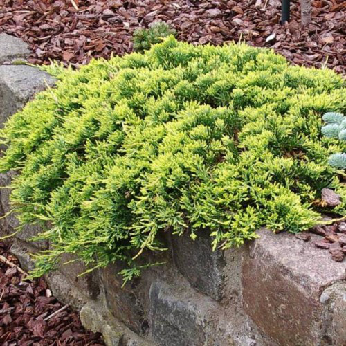 Саджанці Ялівцю горизонтального Голден Карпет, 4-х річний (Juniperus horizontalis Golden Carpet) С3