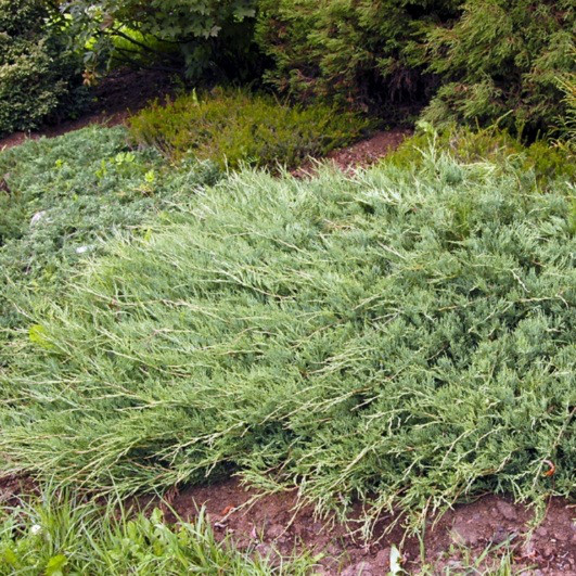 Саджанці Ялівцю горизонтального Жаде Рівер (Juniperus horizontalis Jade River) Р9