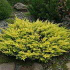 Саджанці Ялівцю горизонтального Лайм Глоу, 3-х річний (Juniperus horizontalis Lime Glow) С2, фото 2