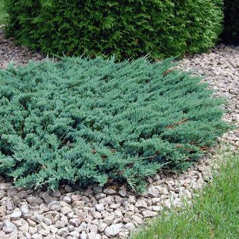 Саджанці Ялівцю горизонтального Хугхез (Juniperus horizontalis Hughes) Р9