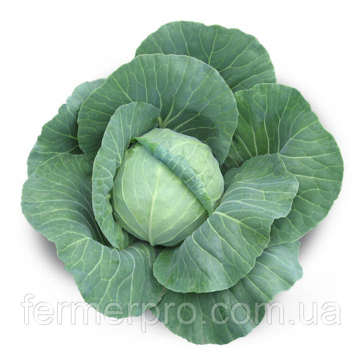 Насіння капуста Акіра F1 1000 насінин Kitano seeds