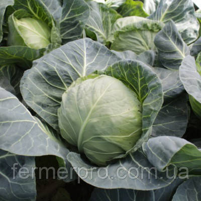 Насіння капусти Хонка F1 2500 насіння Kitano seeds