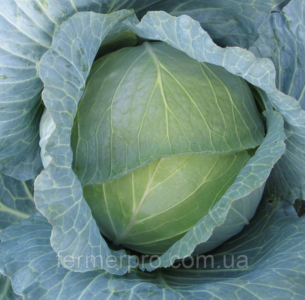 Насіння капусти Наомі F1 2500 насіння Kitano seeds