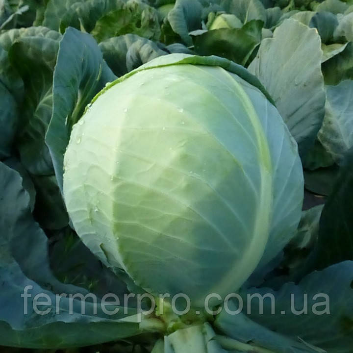 Насіння капусти KS 60 F1 2500 насіння Kitano seeds