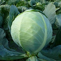 Насіння капусти KS 60 F1 2500 насіння Kitano seeds