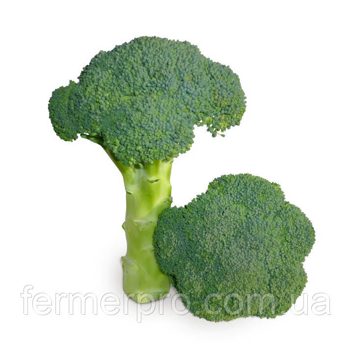 Насіння капусти броколі KS 355 F1 2500 насіння Kitano seeds