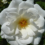 Роза Guirlande d'amour( Гирлянд д'Амур) плетиста гор3 л, фото 4