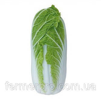 Насіння пекінської капусти Тенсай F1 (KS 374 F1) 2500 насіння Kitano seeds