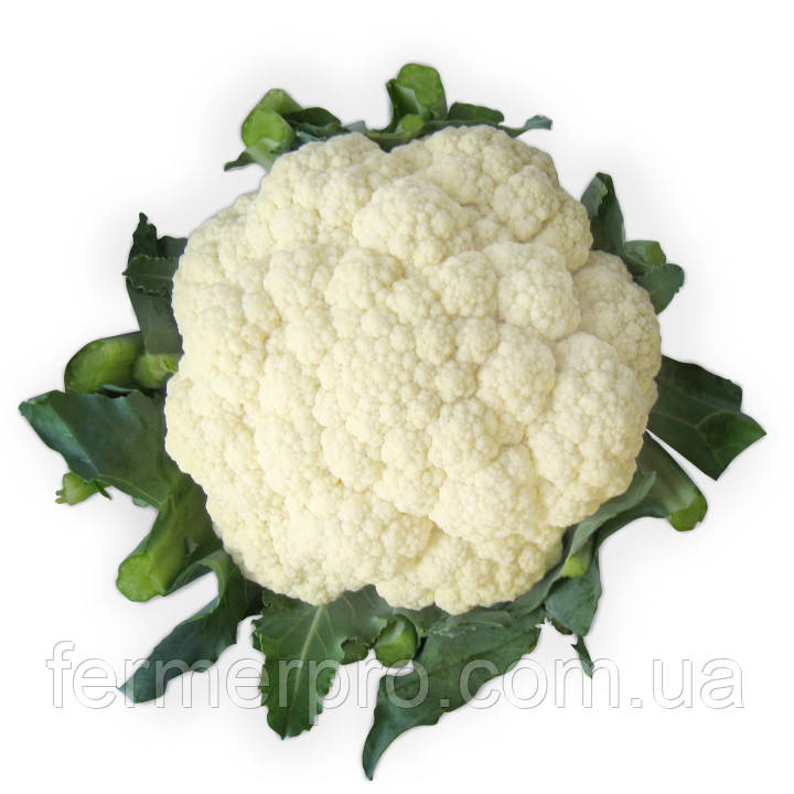 Насіння кольорової капусти Ванза F1 2500 насіння Kitano seeds
