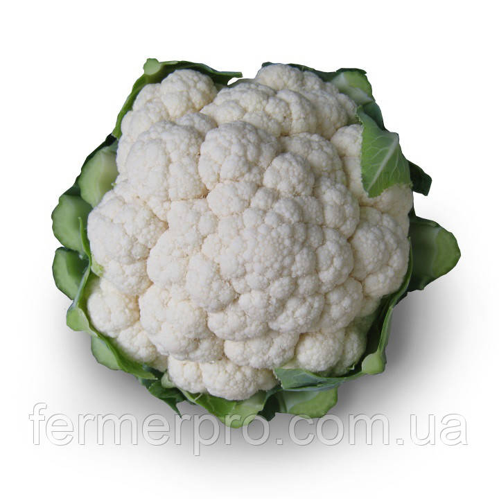  Насіння кольорової капусти Містора F1 2500 насіння Kitano seeds, фото 1