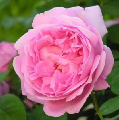 Троянда англійська «Mary Rose», корінь ОКС, фото 1