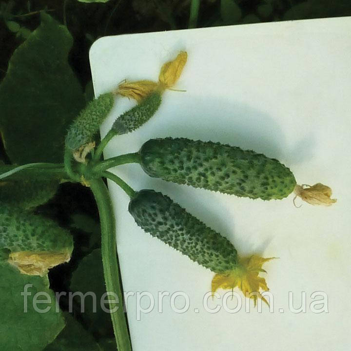 Насіння огірка Нибори F1 (KS 90 F1) 250 насінин Kitano seeds