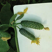 Насіння огірка Нибори F1 (KS 90 F1) 1000 насінин Kitano seeds