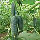 Насіння огірка Нибори F1 (KS 90 F1) 1000 насінин Kitano seeds, фото 3