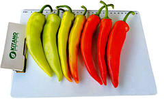 Насіння гострого перцю Кампай F1 1000 насіння Kitano seeds